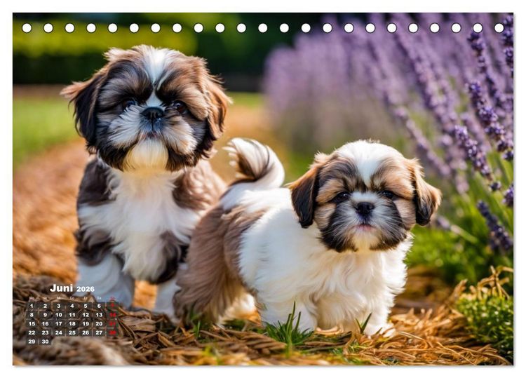 Produktbild: Shih Tzu - der wuschelige Hund aus Tibet (Tischkalender 2026 DIN A5 quer), CALVENDO Monatskalender