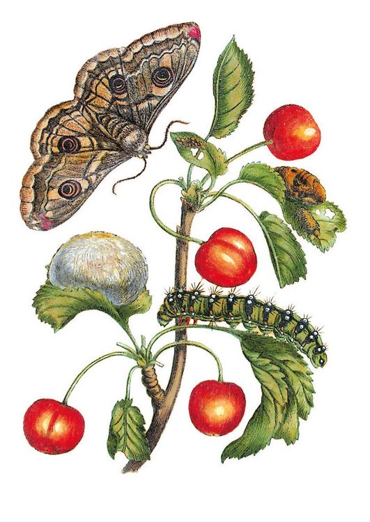 Produktbild: Maria Sibylla Merian &ndash; Bl&uuml;ten, Raupen, Schmetterlinge (Jubil&auml;umsausgabe)