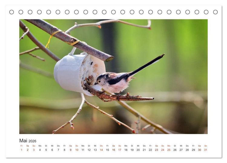 Produktbild: Gefiederte Garteng&auml;ste, Schwanzmeisen (Tischkalender 2026 DIN A5 quer), CALVENDO Monatskalender