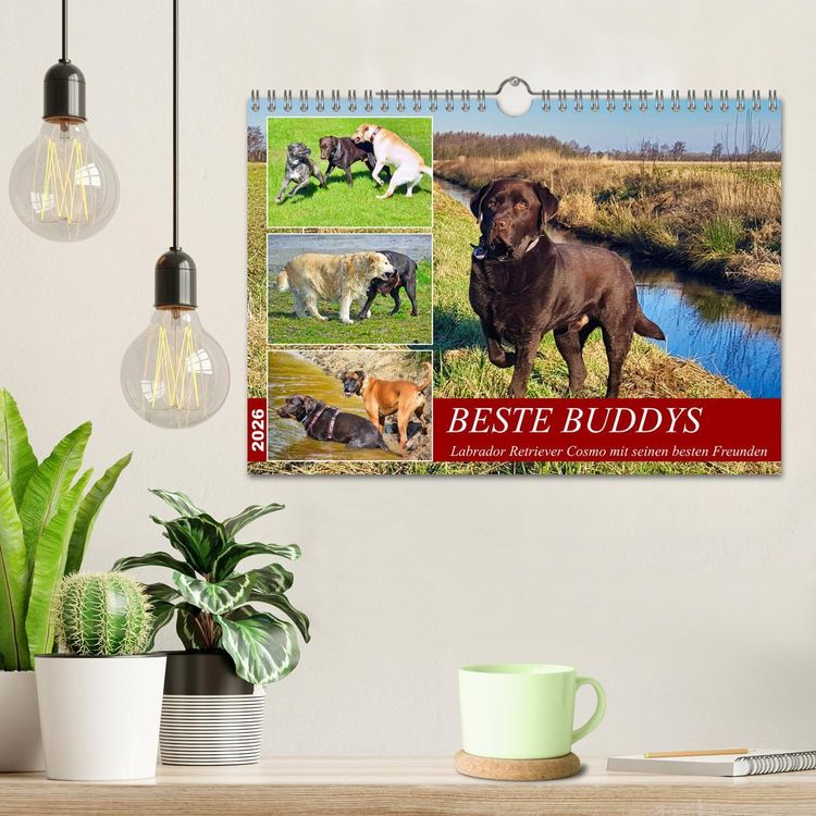 Produktbild: Beste Buddys (Wandkalender 2026 DIN A4 quer), CALVENDO Monatskalender