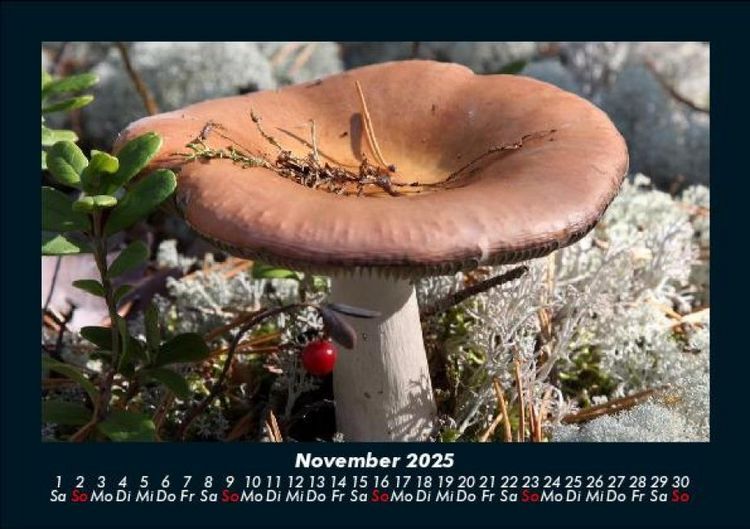 Produktbild: Pilzkalender 2025 Fotokalender DIN A5