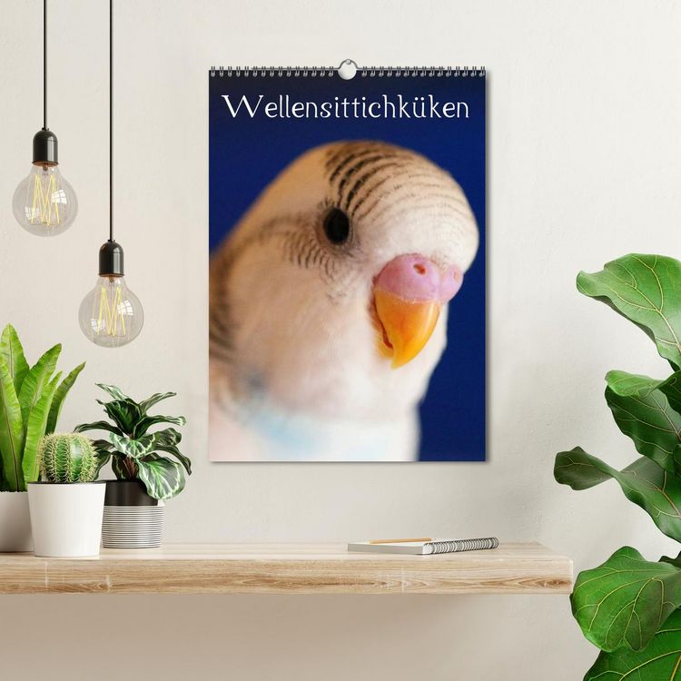 Produktbild: Wellensittichk&uuml;ken (Wandkalender 2026 DIN A3 hoch), CALVENDO Monatskalender