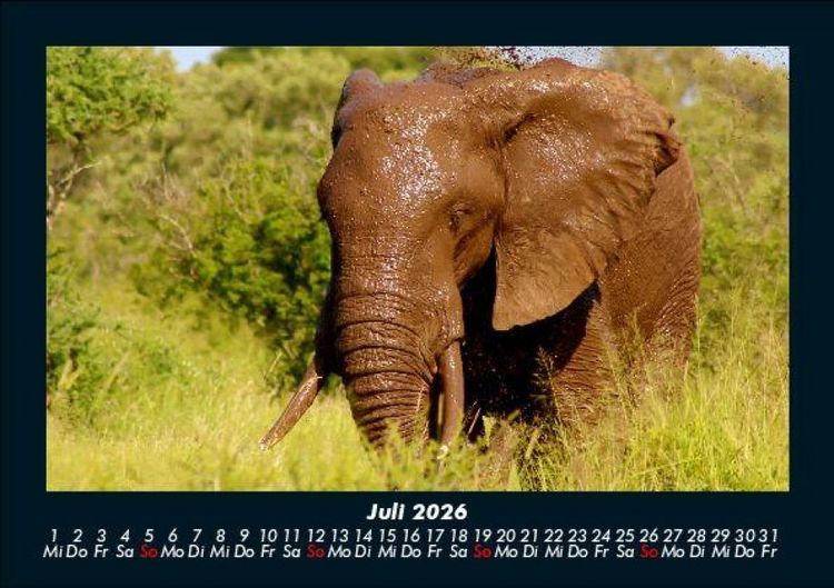 Produktbild: Elefanten - Die sanften Riesen Afrikas 2026 Fotokalender DIN A5