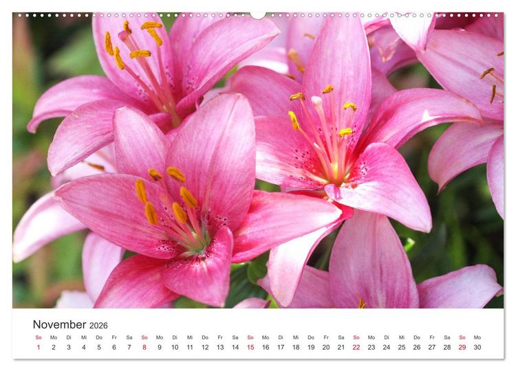 Produktbild: Feurige Lilien (hochwertiger Premium Wandkalender 2026 DIN A2 quer), Kunstdruck in Hochglanz