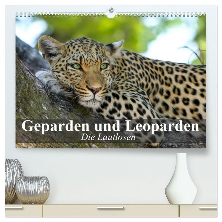 Produktbild: Die Lautlosen. Geparden und Leoparden (hochwertiger Premium Wandkalender 2026 DIN A2 quer), Kunstdruck in Hochglanz