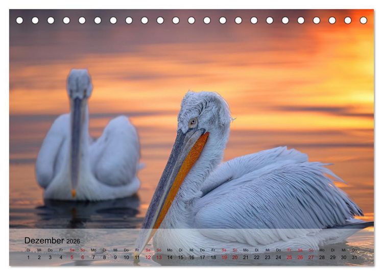 Produktbild: Krauskopfpelikane (Tischkalender 2026 DIN A5 quer), CALVENDO Monatskalender