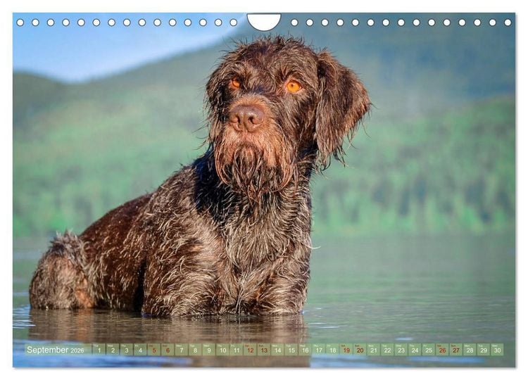 Produktbild: Pointer Power (Wall Calendar 2026 DIN A4 landscape), CALVENDO 12 Month Wall Calendar