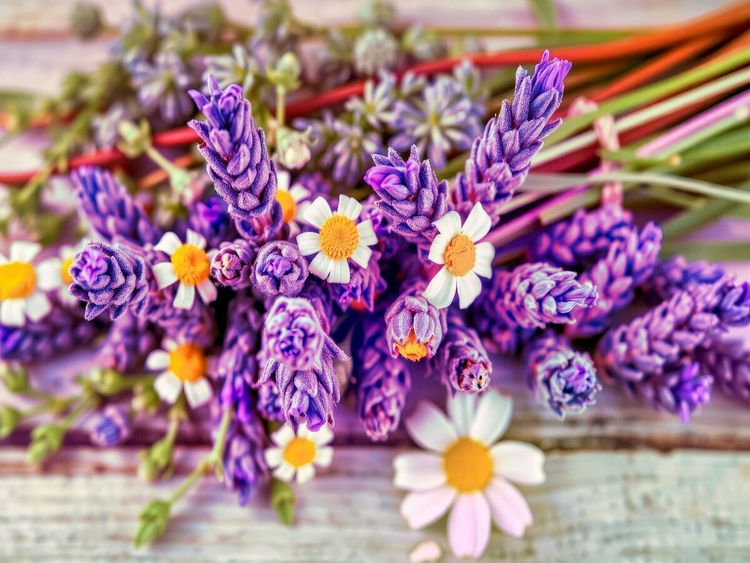 Produktbild: CALVENDO Puzzle Nat&uuml;rlich entspannen - mit dem Duft des Lavendels. | 1000 Teile Lege-Gr&ouml;&szlig;e 64x48cm Foto-Puzzle f&uuml;r gl&uuml;ckliche Stunden