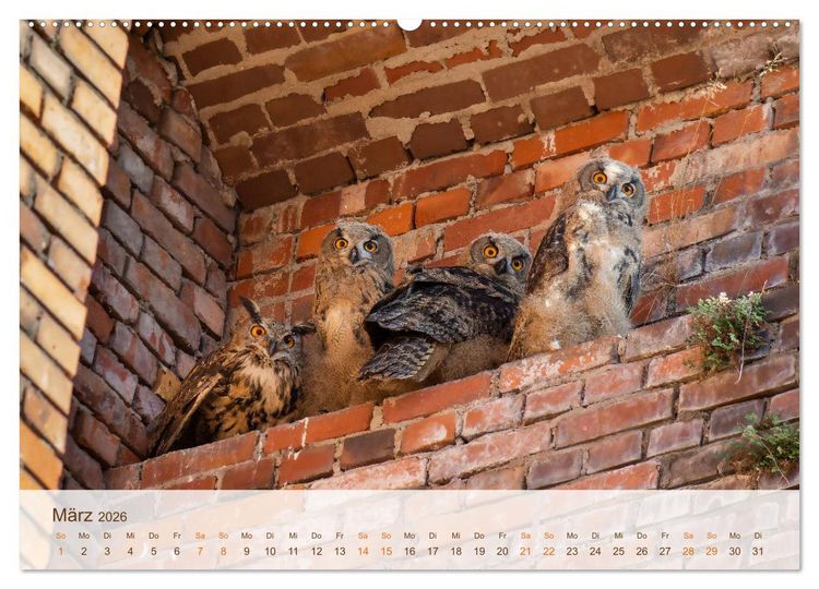 Produktbild: Uhu Highlights (Wandkalender 2026 DIN A2 quer), CALVENDO Monatskalender
