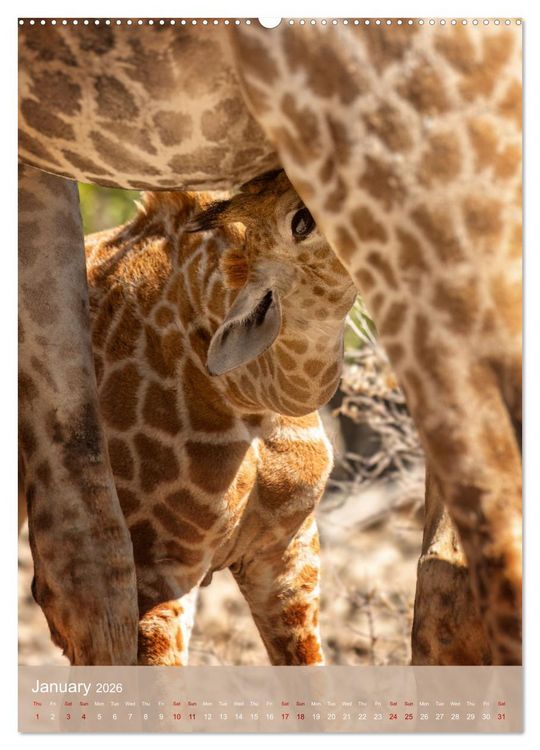Produktbild: Giraffe Tales (Wall Calendar 2026 DIN A2 portrait), CALVENDO 12 Month Wall Calendar