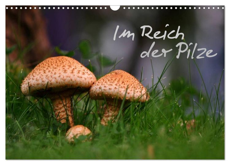 Produktbild: Im Reich der Pilze (Wandkalender 2026 DIN A3 quer), CALVENDO Monatskalender