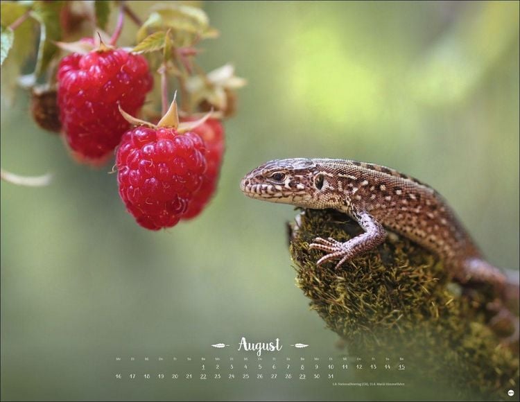 Produktbild: Vadim Trunov: M&auml;rchenhaftes Waldleben Posterkalender 2027