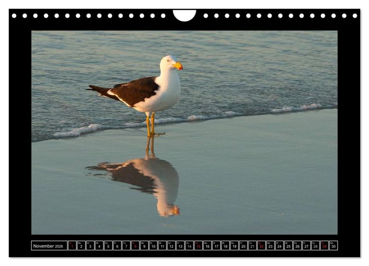 Produktbild: V&ouml;gel von "Down Under" Australien (Wandkalender 2026 DIN A4 quer), CALVENDO Monatskalender
