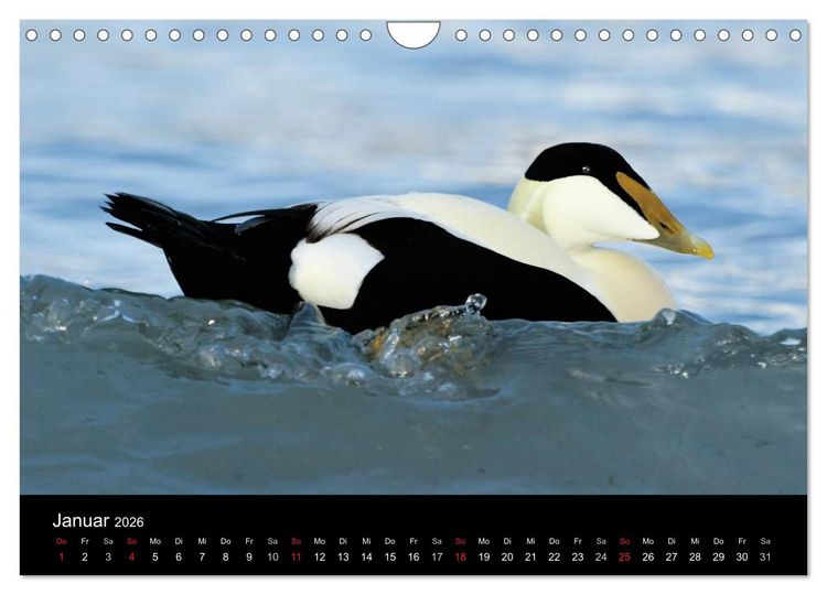 Produktbild: WILD - Tierkalender 2026 (Wandkalender 2026 DIN A4 quer), CALVENDO Monatskalender