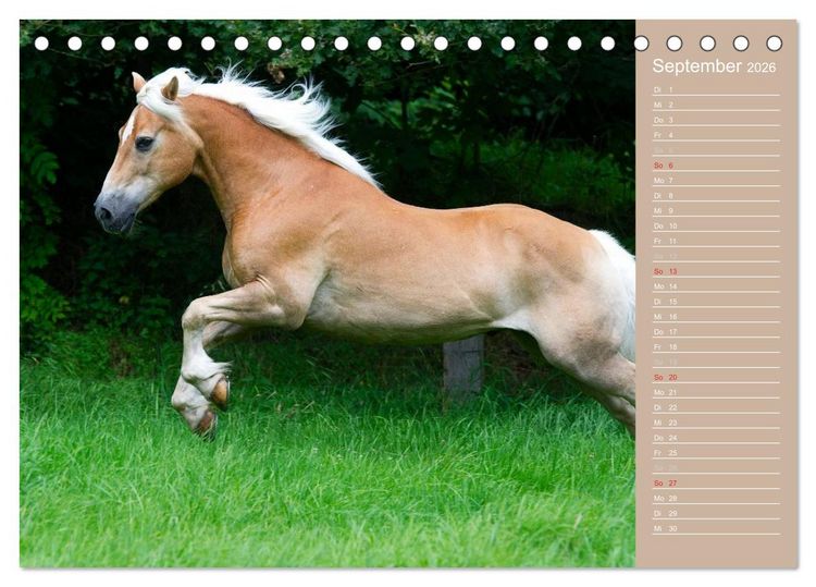 Produktbild: Haflinger / Geburtstagskalender (Tischkalender 2026 DIN A5 quer), CALVENDO Monatskalender