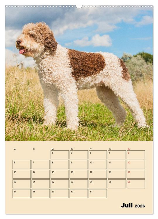 Produktbild: Jahresplaner Lagotto Romagnolo (Wandkalender 2026 DIN A2 hoch), CALVENDO Monatskalender