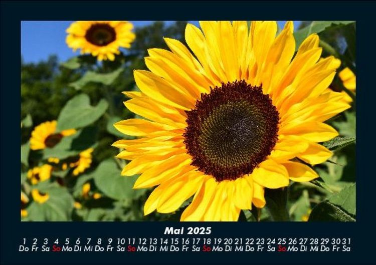 Produktbild: Blumentr&auml;ume 2025 Fotokalender DIN A5