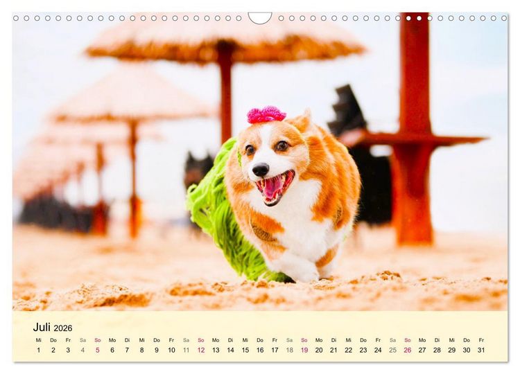 Produktbild: Welsh Corgi. Zauberhafter Dickkopf auf kurzen Beinen (Wandkalender 2026 DIN A3 quer), CALVENDO Monatskalender