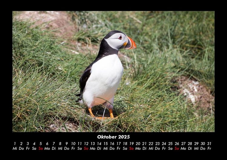 Produktbild: Welt der V&ouml;gel 2025 Fotokalender DIN A3