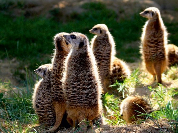 Produktbild: CALVENDO Puzzle Erdm&auml;nnchen - Immer wachsam | 1000 Teile Lege-Gr&ouml;&szlig;e 64x48cm Foto-Puzzle f&uuml;r gl&uuml;ckliche Stunden