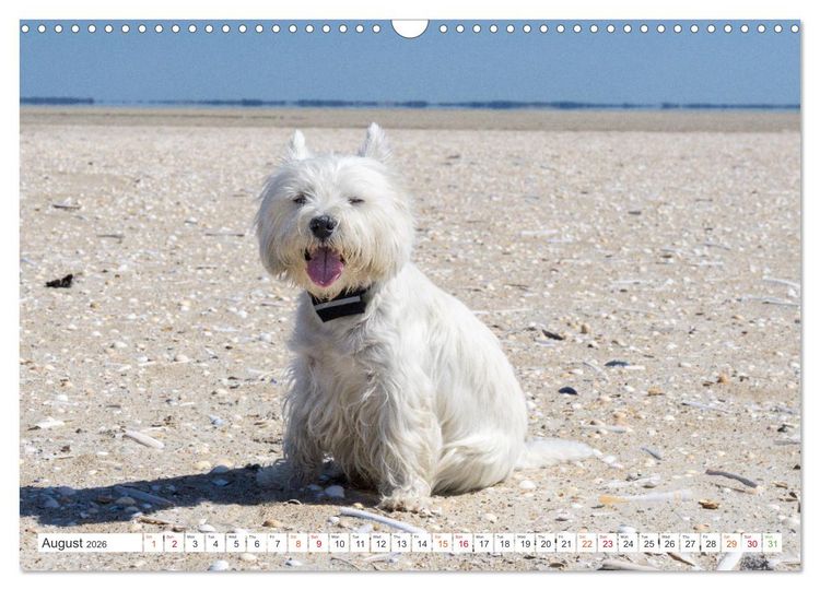 Produktbild: West Highland White Terrier - Your charming companion (Wall Calendar 2026 DIN A3 landscape), CALVENDO 12 Month Wall Calendar