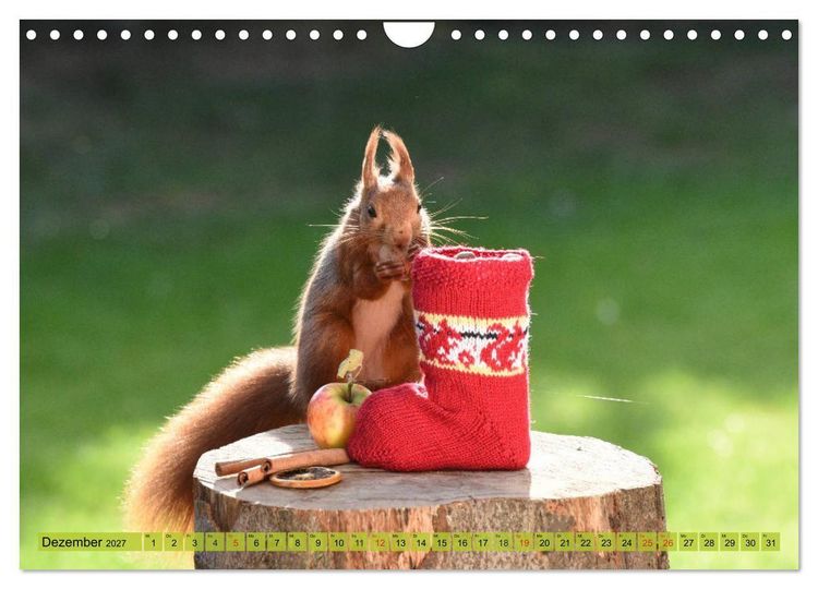 Produktbild: Eichh&ouml;rnchen-Spa&szlig; (Wandkalender 2027 DIN A4 quer), CALVENDO Monatskalender