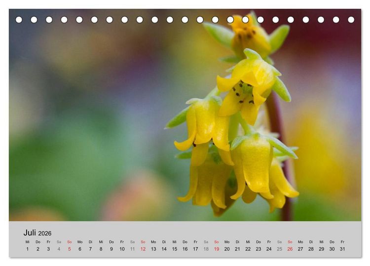 Produktbild: Bl&uuml;tensymphonie - Kakteen und Sukkulenten (Tischkalender 2026 DIN A5 quer), CALVENDO Monatskalender