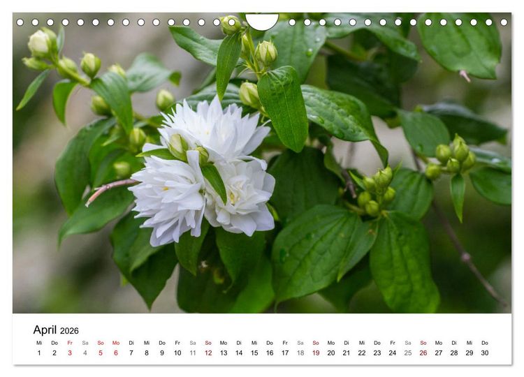Produktbild: Klosterinsel Reichenau - UNESCO-Welterbe am Bodensee (Wandkalender 2026 DIN A4 quer), CALVENDO Monatskalender