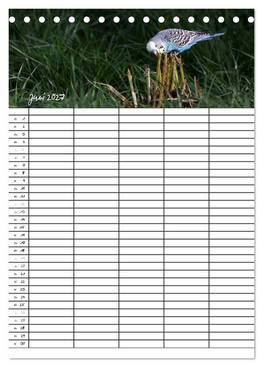 Produktbild: Wellensittiche (Tischkalender 2027 DIN A5 hoch), CALVENDO Monatskalender