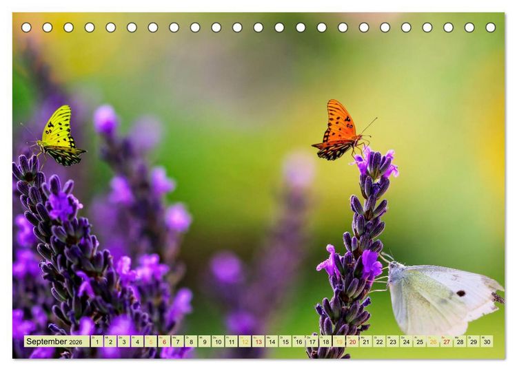 Produktbild: Traum-Ziele - Lavendel der Provence, Frankreich (Tischkalender 2026 DIN A5 quer), CALVENDO Monatskalender