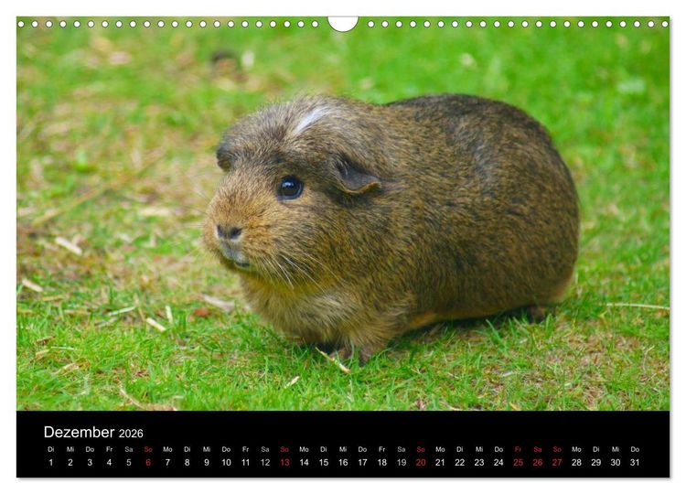Produktbild: Meerschweinchen und Zwergkaninchen (Wandkalender 2026 DIN A3 quer), CALVENDO Monatskalender