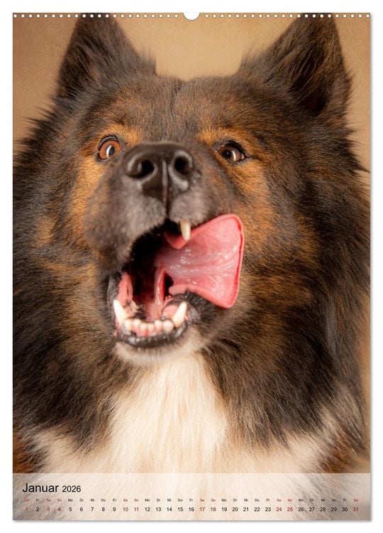 Produktbild: Witzige Hunde (hochwertiger Premium Wandkalender 2026 DIN A2 hoch), Kunstdruck in Hochglanz
