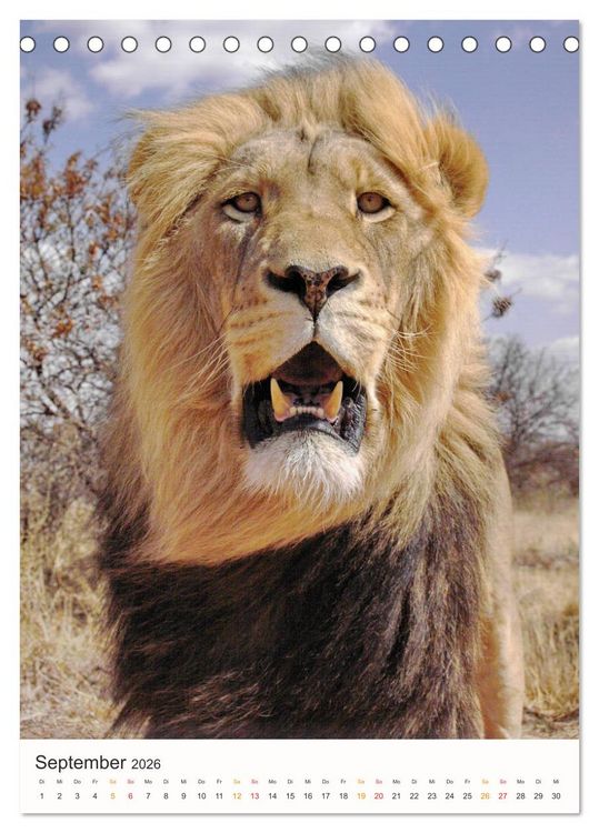 Produktbild: FAZINATION AFRIKA TIER PORTRAITS (Tischkalender 2026 DIN A5 hoch), CALVENDO Monatskalender