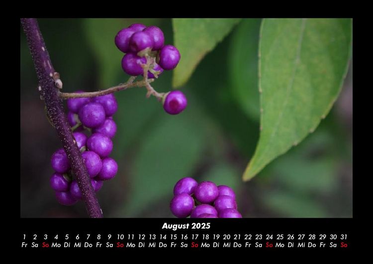 Produktbild: Obstkalender 2025 Fotokalender DIN A3