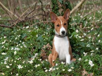 Produktbild: CALVENDO Puzzle Ein Motiv aus dem Kalender Wunderbare Basenji Welpenzeit | 1000 Teile Lege-Gr&ouml;&szlig;e 64x48cm Foto-Puzzle f&uuml;r gl&uuml;ckliche Stunden