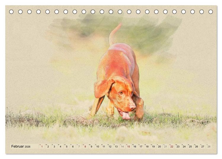 Produktbild: Magyar Vizsla 2026 (Tischkalender 2026 DIN A5 quer), CALVENDO Monatskalender