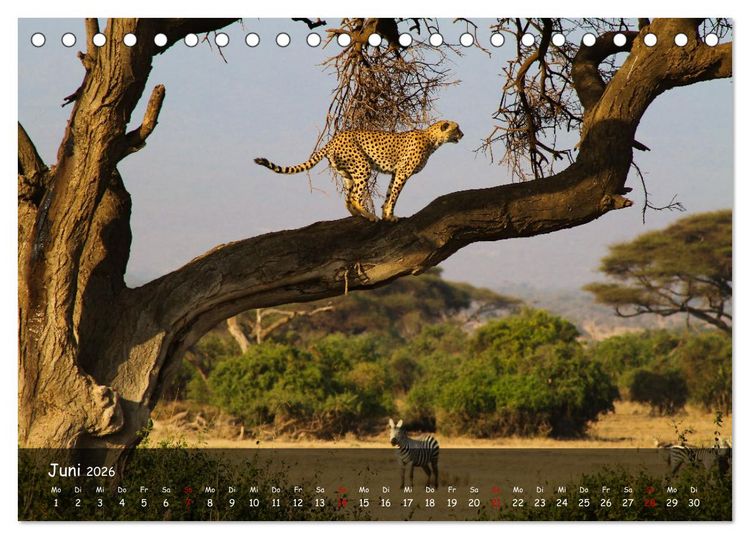 Produktbild: Wildes Ostafrika - Tansania und Kenia hautnah (Tischkalender 2026 DIN A5 quer), CALVENDO Monatskalender