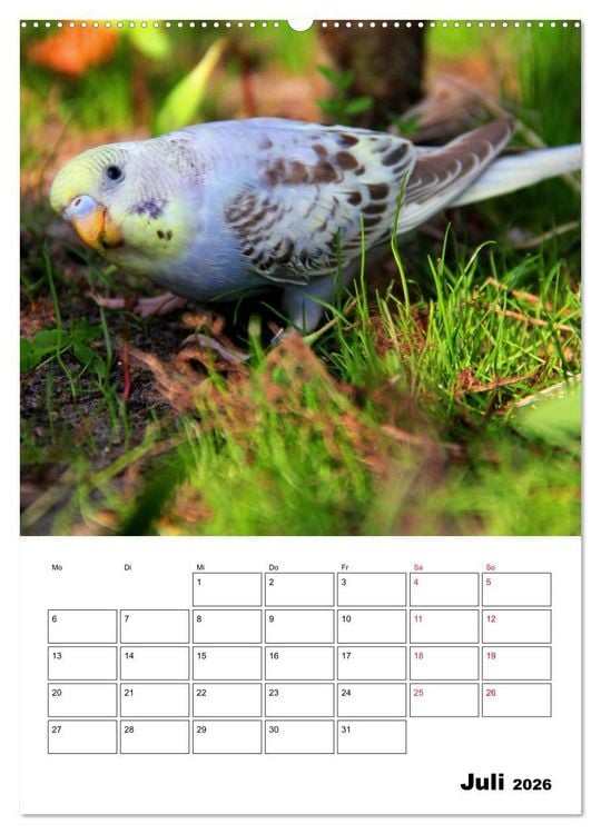 Produktbild: Der Wellensittich - mein bester Freund (hochwertiger Premium Wandkalender 2026 DIN A2 hoch), Kunstdruck in Hochglanz