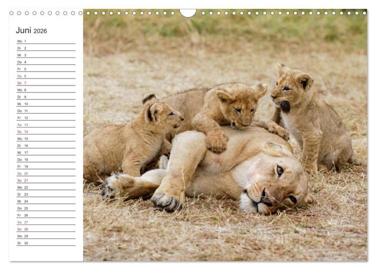 Produktbild: Emotionale Momente: L&ouml;wenbabys - so s&uuml;&szlig;. (Wandkalender 2026 DIN A3 quer), CALVENDO Monatskalender