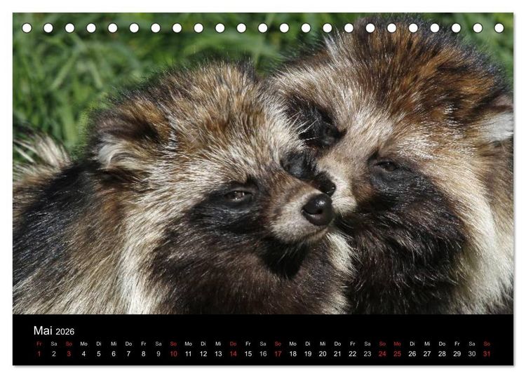 Produktbild: Marderhunde (Tischkalender 2026 DIN A5 quer), CALVENDO Monatskalender