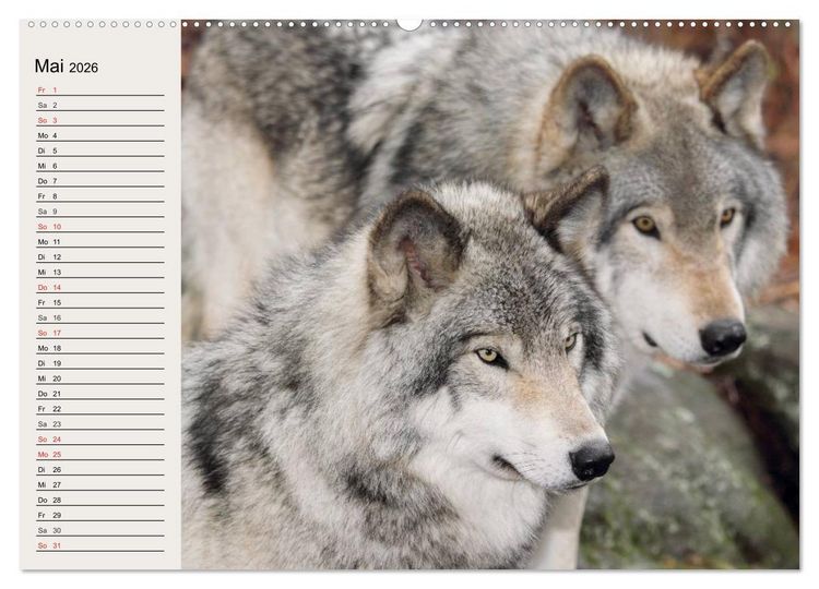Produktbild: W&ouml;lfe. Verwegene Anmut (hochwertiger Premium Wandkalender 2026 DIN A2 quer), Kunstdruck in Hochglanz
