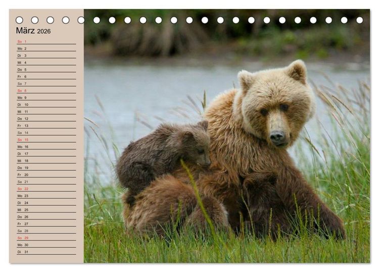 Produktbild: B&auml;ren. Unterwegs mit Meister Petz (Tischkalender 2026 DIN A5 quer), CALVENDO Monatskalender