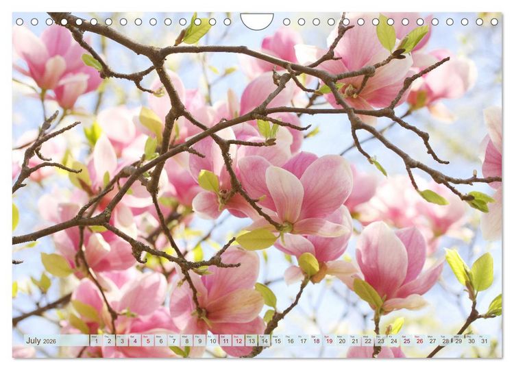 Produktbild: A Magnolia Dream (Wall Calendar 2026 DIN A4 landscape), CALVENDO 12 Month Wall Calendar