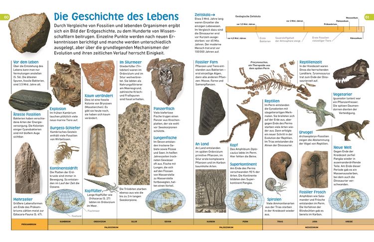 Produktbild: Memo Wissen entdecken. Evolution