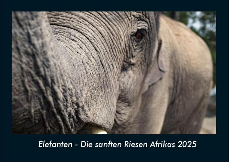 Produktbild: Elefanten - Die sanften Riesen Afrikas 2025 Fotokalender DIN A4
