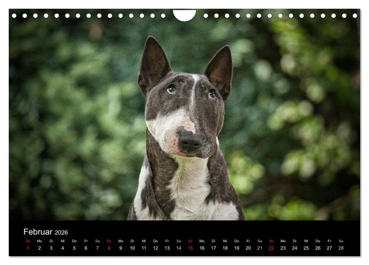 Produktbild: Bullterrier (Wandkalender 2026 DIN A4 quer), CALVENDO Monatskalender