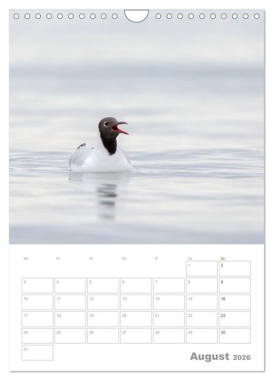 Produktbild: M&ouml;wen - die V&ouml;gel der K&uuml;ste (Wandkalender 2026 DIN A4 hoch), CALVENDO Monatskalender