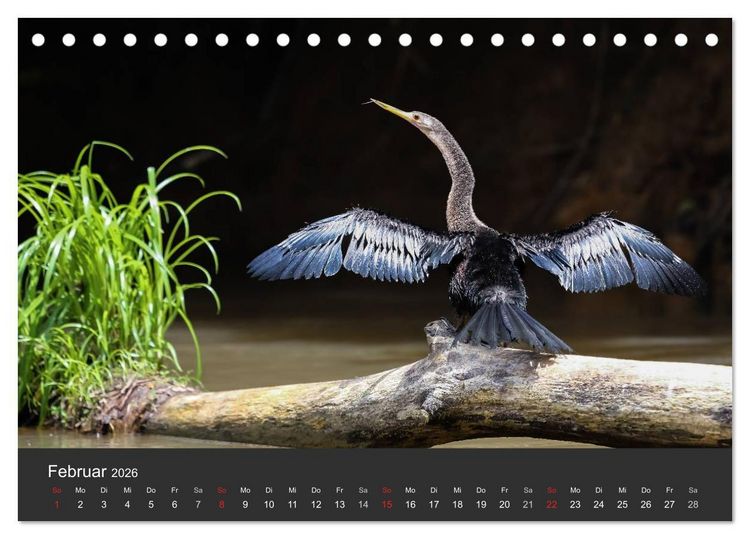 Produktbild: Costa Rica 2026 Exotische Vogelwelt (Tischkalender 2026 DIN A5 quer), CALVENDO Monatskalender