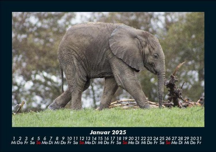 Produktbild: Der Tierkalender 2025 Fotokalender DIN A5