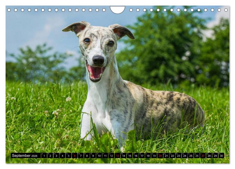 Produktbild: Schnell wie der Wind - Whippet (Wandkalender 2026 DIN A4 quer), CALVENDO Monatskalender